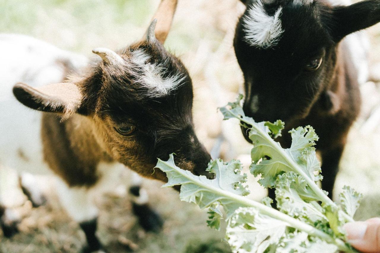Humus Farm Villa Águas de Moura Dış mekan fotoğraf